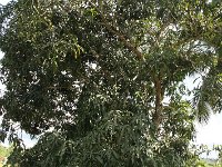 tn 1IMG 0671