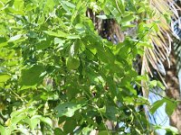 tn 1IMG 0715